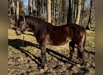 Altri pony/cavalli di piccola taglia Mix, Castrone, 11 Anni, 143 cm, Baio nero