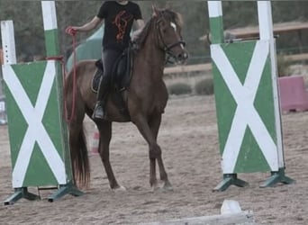 Altri pony/cavalli di piccola taglia, Castrone, 11 Anni, 145 cm, Sauro