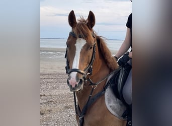 Altri pony/cavalli di piccola taglia Mix, Castrone, 11 Anni, 148 cm, Sauro