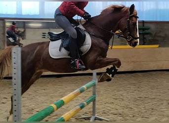 Altri pony/cavalli di piccola taglia Mix, Castrone, 11 Anni, 148 cm, Sauro