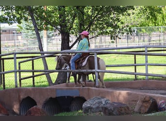 Altri pony/cavalli di piccola taglia, Castrone, 11 Anni, 89 cm