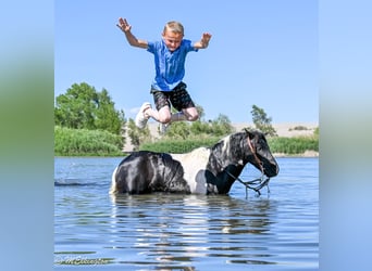 Altri pony/cavalli di piccola taglia, Castrone, 11 Anni, 97 cm, Pezzato