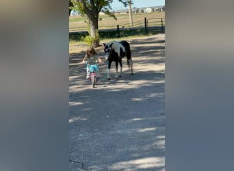 Altri pony/cavalli di piccola taglia, Castrone, 12 Anni, 102 cm, Pezzato