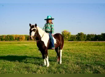 Altri pony/cavalli di piccola taglia, Castrone, 12 Anni, 102 cm, Pezzato