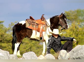 Altri pony/cavalli di piccola taglia, Castrone, 12 Anni, 102 cm, Pezzato