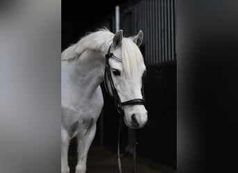 Altri pony/cavalli di piccola taglia, Castrone, 12 Anni, 116 cm, Pezzato