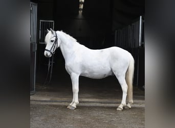Altri pony/cavalli di piccola taglia, Castrone, 12 Anni, 116 cm, Pezzato