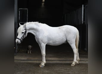 Altri pony/cavalli di piccola taglia, Castrone, 12 Anni, 116 cm, Pezzato