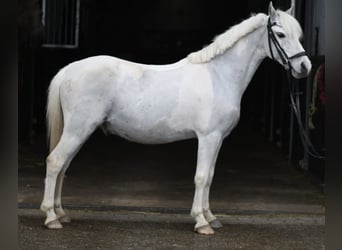 Altri pony/cavalli di piccola taglia, Castrone, 12 Anni, 116 cm, Pezzato