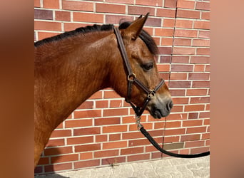 Altri pony/cavalli di piccola taglia, Castrone, 12 Anni, 121 cm, Baio