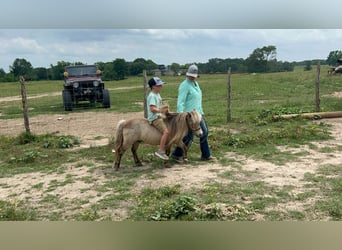 Altri pony/cavalli di piccola taglia, Castrone, 12 Anni, 79 cm