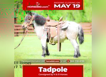 Altri pony/cavalli di piccola taglia, Castrone, 12 Anni, 86 cm, Baio roano
