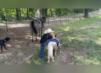 Altri pony/cavalli di piccola taglia, Castrone, 12 Anni, 91 cm