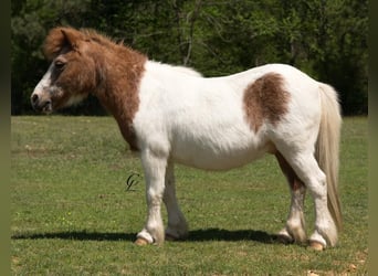 Altri pony/cavalli di piccola taglia, Castrone, 12 Anni, 91 cm
