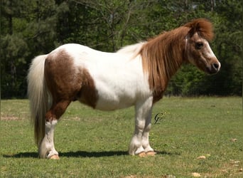 Altri pony/cavalli di piccola taglia, Castrone, 12 Anni, 91 cm