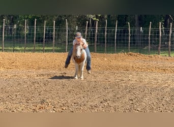 Altri pony/cavalli di piccola taglia, Castrone, 12 Anni, 91 cm