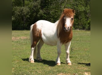 Altri pony/cavalli di piccola taglia, Castrone, 12 Anni, 91 cm