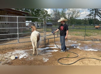 Altri pony/cavalli di piccola taglia, Castrone, 12 Anni, 91 cm