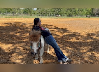 Altri pony/cavalli di piccola taglia, Castrone, 12 Anni, 91 cm