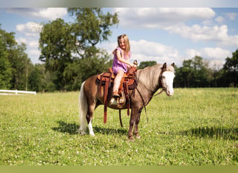Altri pony/cavalli di piccola taglia, Castrone, 12 Anni, 91 cm, Pezzato