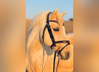 Altri pony/cavalli di piccola taglia, Castrone, 12 Anni, 97 cm, Palomino
