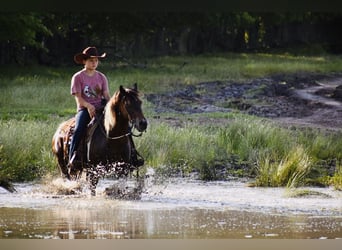 Altri pony/cavalli di piccola taglia, Castrone, 12 Anni, Pezzato