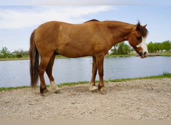 Altri pony/cavalli di piccola taglia, Castrone, 13 Anni, 102 cm, Red dun