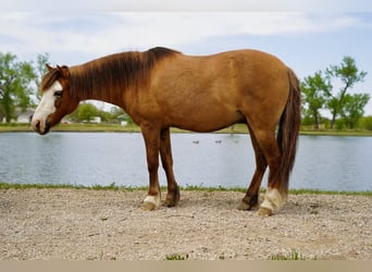 Altri pony/cavalli di piccola taglia, Castrone, 13 Anni, 102 cm, Red dun