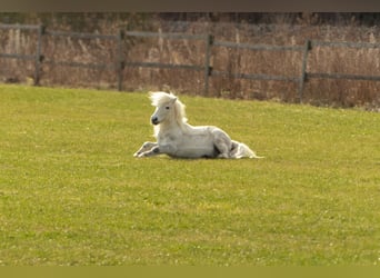 Altri pony/cavalli di piccola taglia, Castrone, 13 Anni, 110 cm, Grigio pezzato