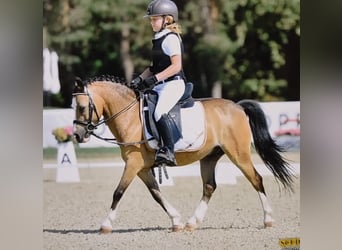 Altri pony/cavalli di piccola taglia, Castrone, 13 Anni, 120 cm