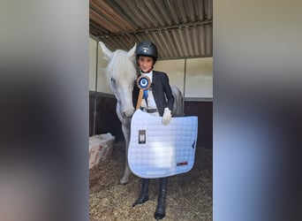 Altri pony/cavalli di piccola taglia, Castrone, 13 Anni, 137 cm, Grigio