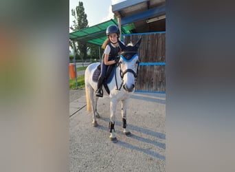 Altri pony/cavalli di piccola taglia, Castrone, 13 Anni, 137 cm, Grigio