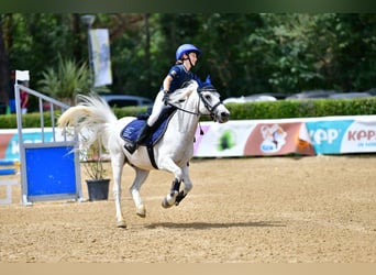 Altri pony/cavalli di piccola taglia, Castrone, 13 Anni, 137 cm, Grigio