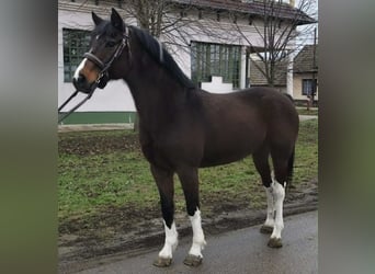 Altri pony/cavalli di piccola taglia, Castrone, 13 Anni, 147 cm, Baio
