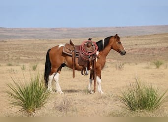 Altri pony/cavalli di piccola taglia, Castrone, 13 Anni, Pezzato