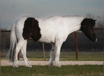 Altri pony/cavalli di piccola taglia, Castrone, 13 Anni, Pezzato