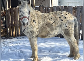 Altri pony/cavalli di piccola taglia, Castrone, 14 Anni, 135 cm, Leopard