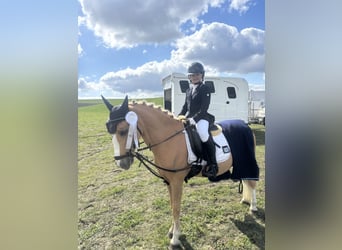 Altri pony/cavalli di piccola taglia, Castrone, 14 Anni, 137 cm, Palomino