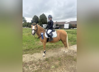 Altri pony/cavalli di piccola taglia, Castrone, 14 Anni, 137 cm, Palomino
