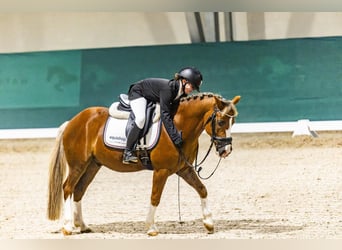 Altri pony/cavalli di piccola taglia, Castrone, 14 Anni, 137 cm, Sauro