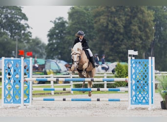Altri pony/cavalli di piccola taglia Mix, Castrone, 14 Anni, 146 cm, Palomino