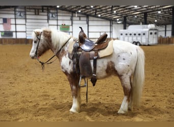 Altri pony/cavalli di piccola taglia, Castrone, 15 Anni, 130 cm