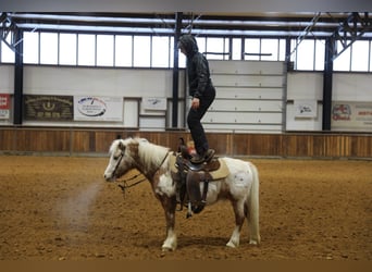 Altri pony/cavalli di piccola taglia, Castrone, 15 Anni, 130 cm