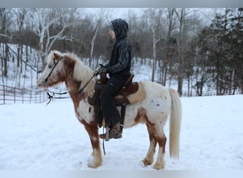 Altri pony/cavalli di piccola taglia, Castrone, 15 Anni, 130 cm