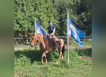 Altri pony/cavalli di piccola taglia, Castrone, 15 Anni, 140 cm, Roano rosso