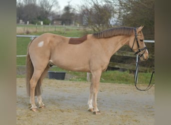 Altri pony/cavalli di piccola taglia, Castrone, 15 Anni, 142 cm, Sauro