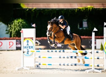 Altri pony/cavalli di piccola taglia, Castrone, 15 Anni, 143 cm, Baio ciliegia