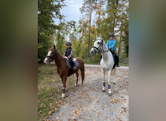 Altri pony/cavalli di piccola taglia, Castrone, 15 Anni, 143 cm, Sauro