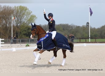 Altri pony/cavalli di piccola taglia, Castrone, 15 Anni, 148 cm, Sauro
