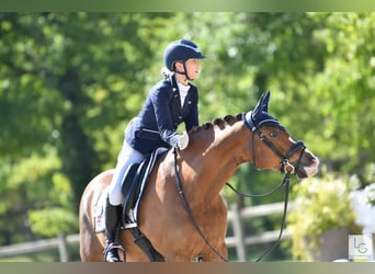 Altri pony/cavalli di piccola taglia, Castrone, 15 Anni, 148 cm, Sauro
